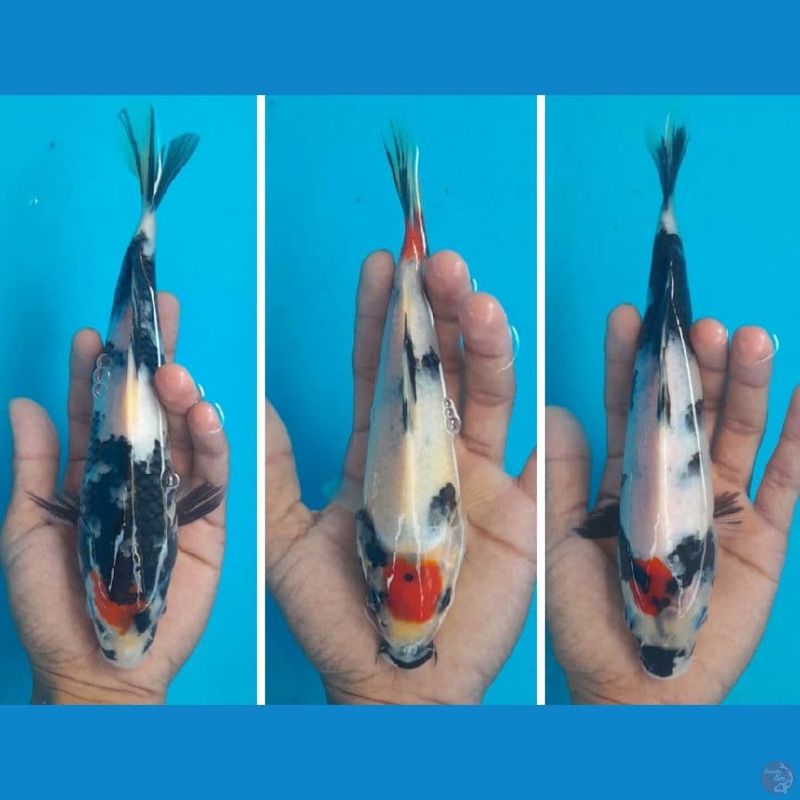 PAKET 3E TANCHO SHOWA (19-23CM)