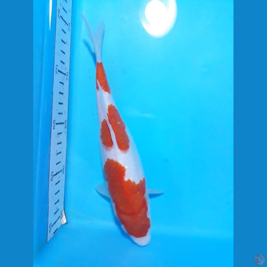 kohaku 23cm