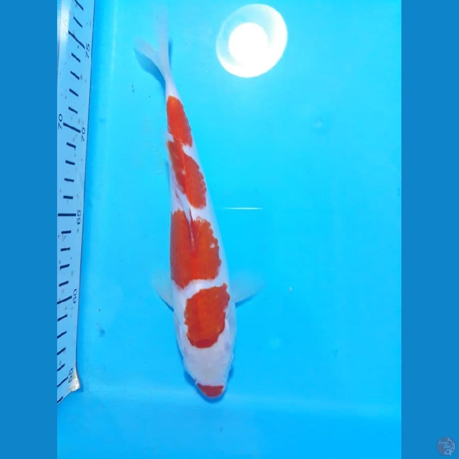 kohaku 21cm