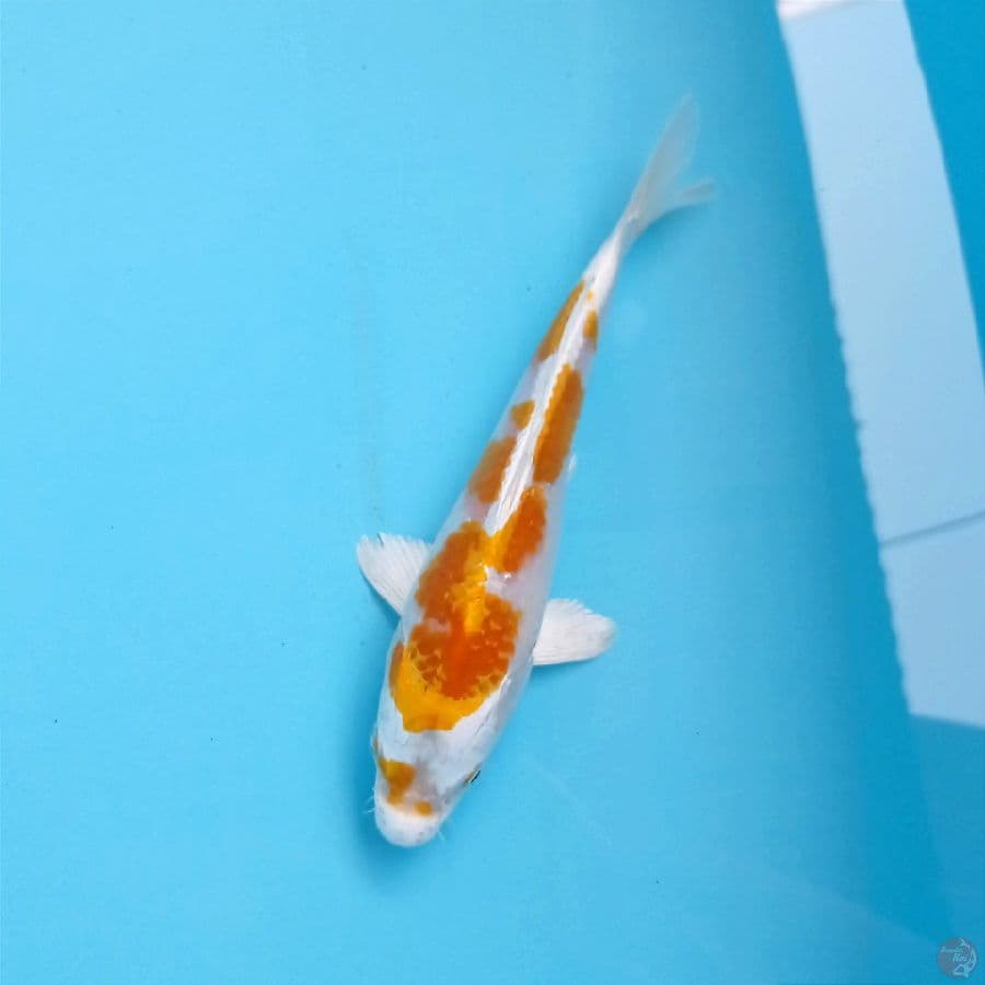 hariwake, 21 cm