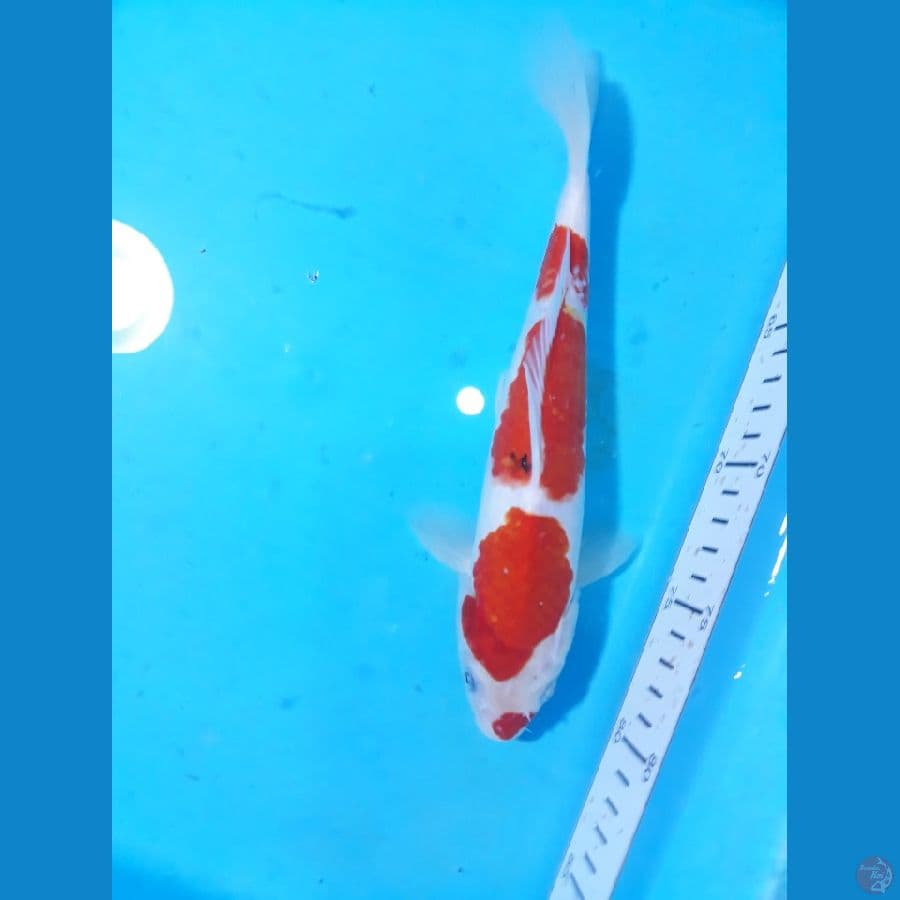 sanke 23cm