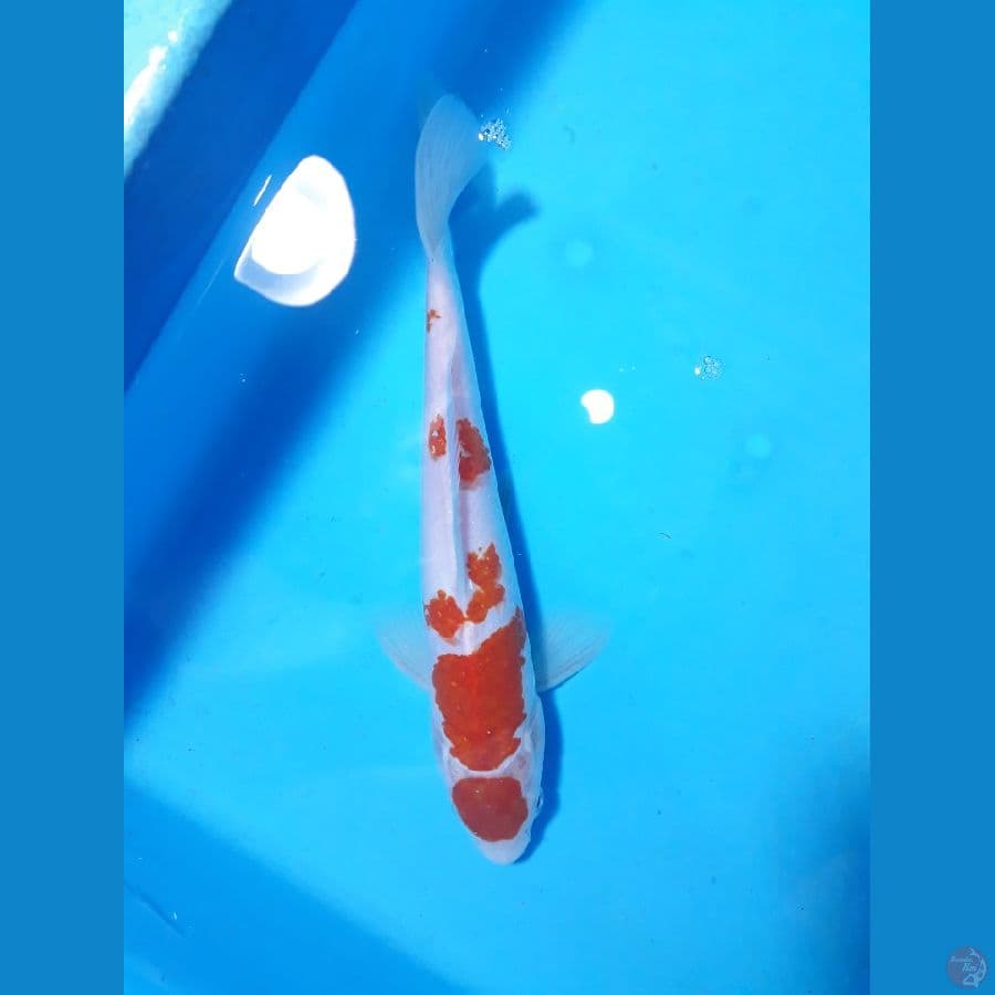 kohaku 22cm