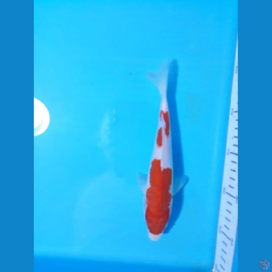 kohaku 21cm