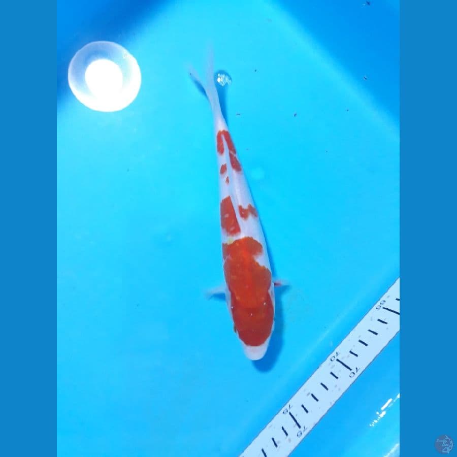 kohaku 21cm