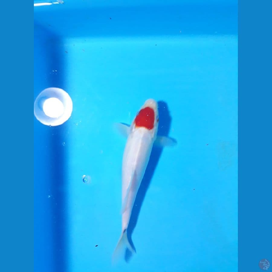 tancho 23cm