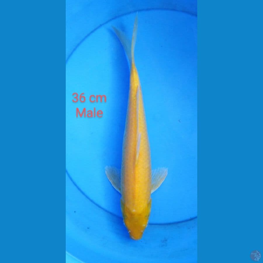 karashi male mm 36 cm