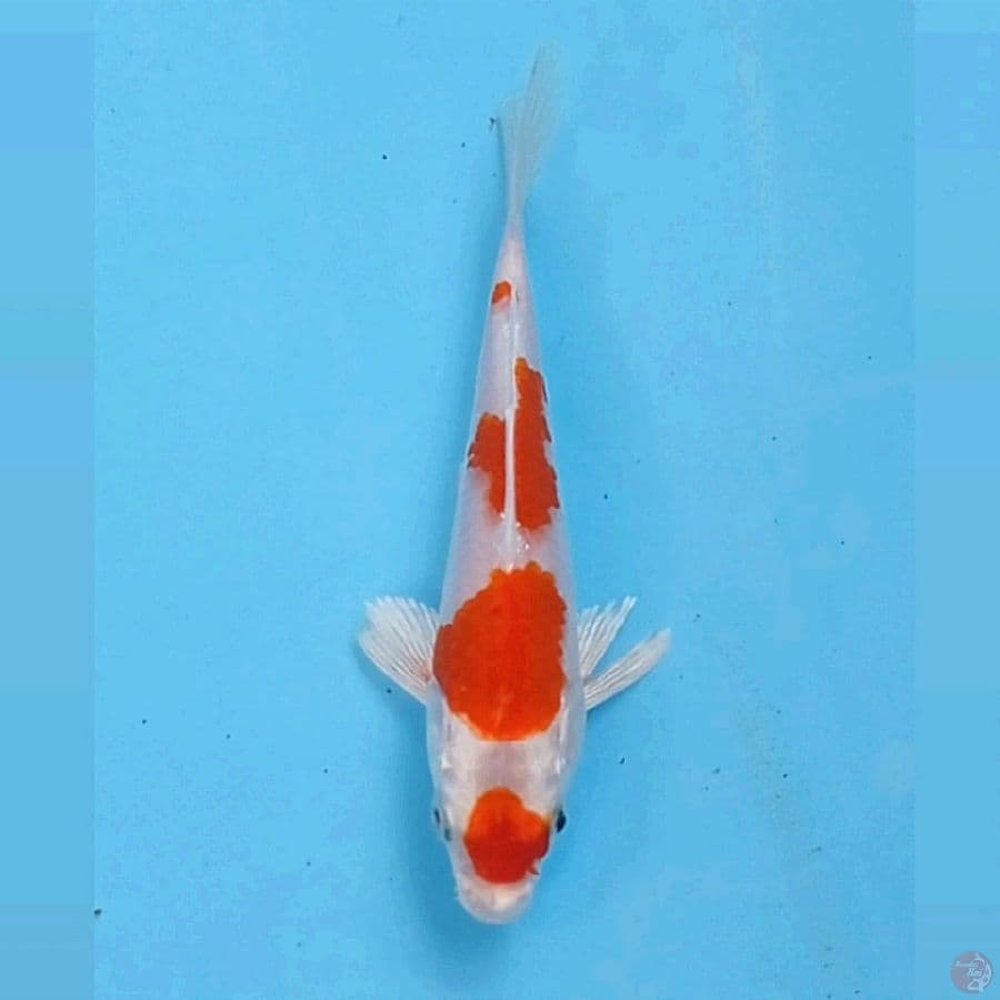 sakura ogon, 14 cm