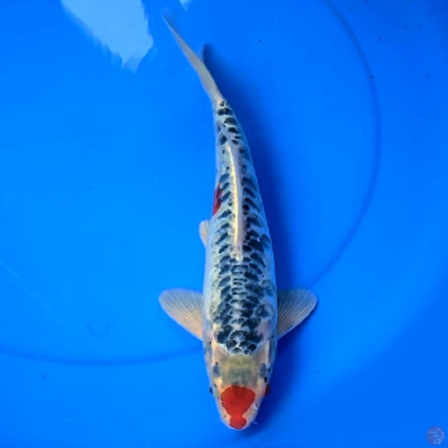 34cm TANCHO SHUSUI