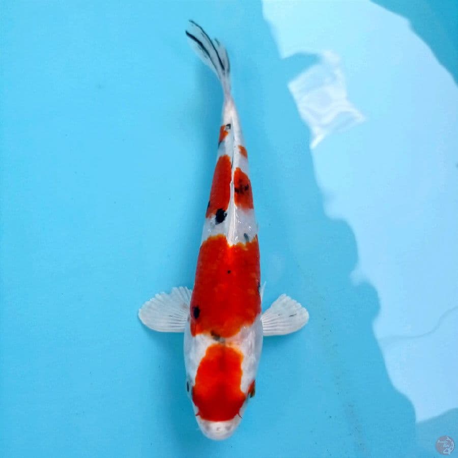 sanke hikari, 20 cm