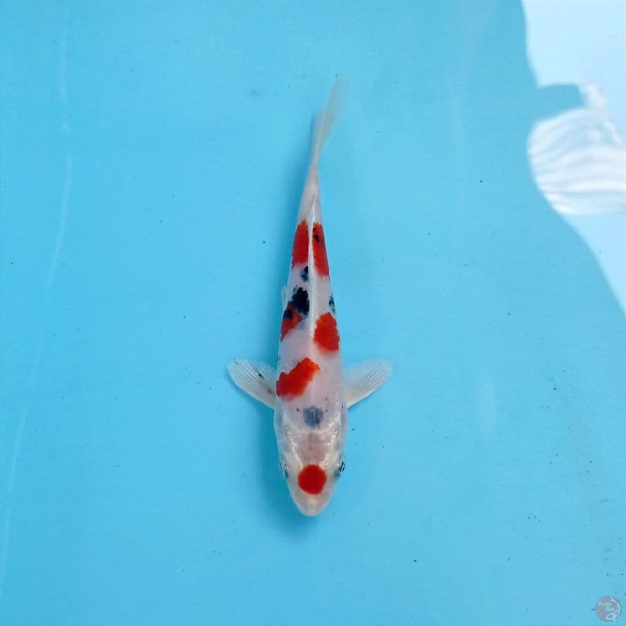 sanke hikari, 14 cm