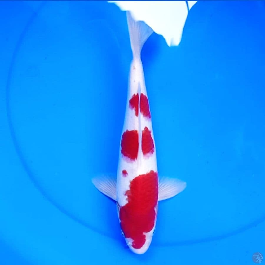 32cm KOHAKU 3STEP HQ