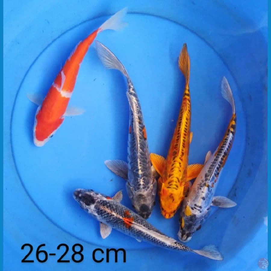 kiko 26-28 cm