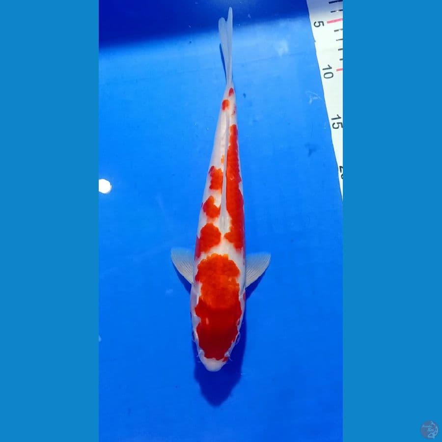 Kohaku 33cm jantan