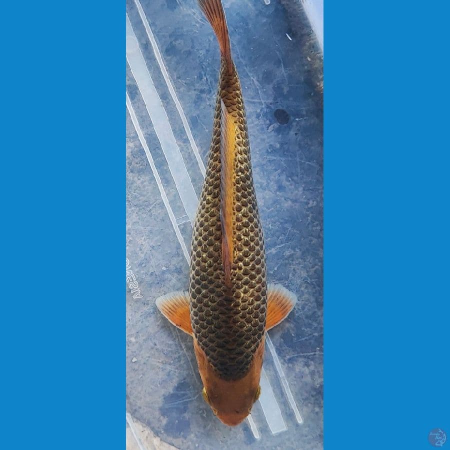 caramel ginrin male 28cm