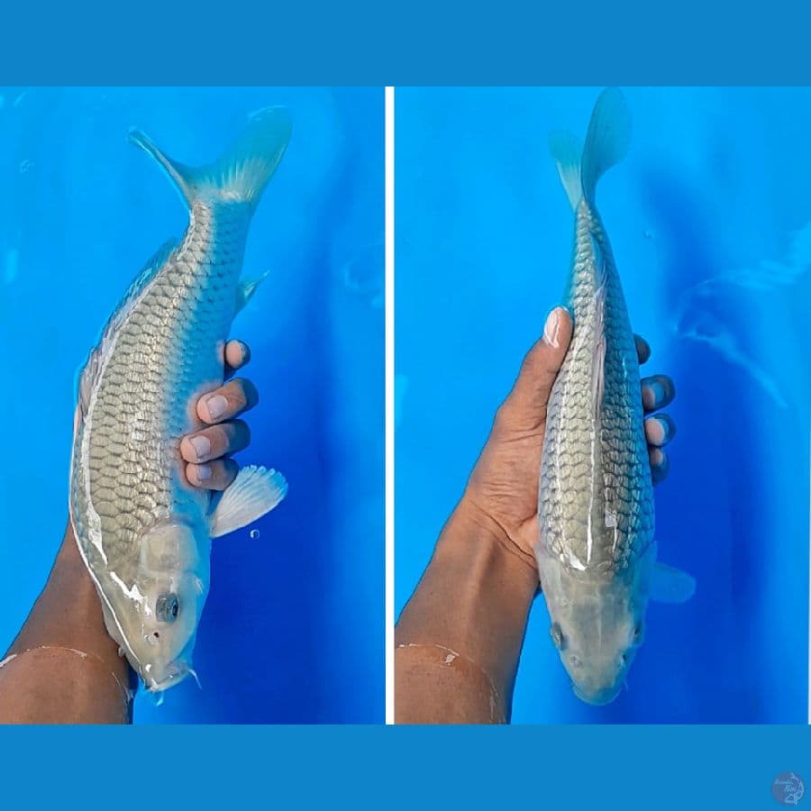 SORAGOI MUNUK (32CM)