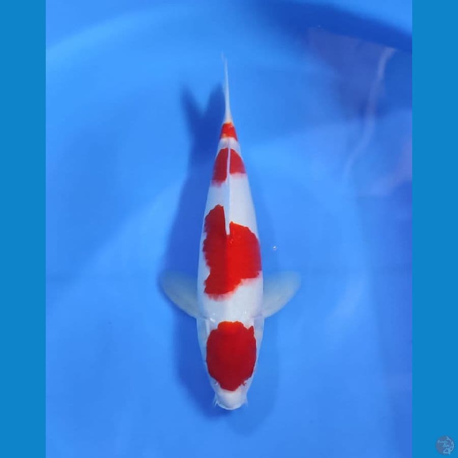 kohaku jantan 30cm