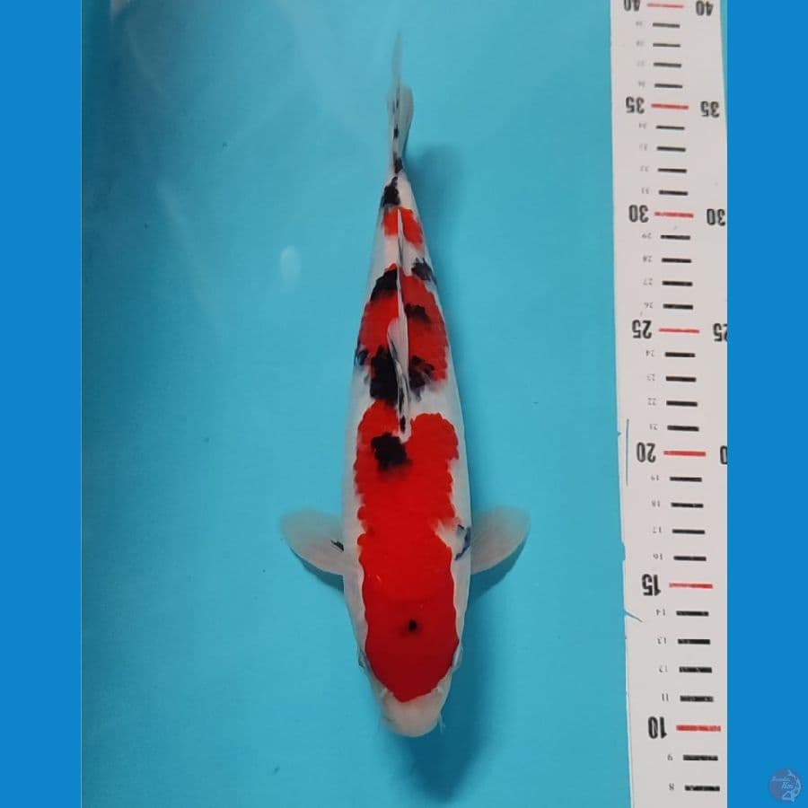 sanke male 25cm