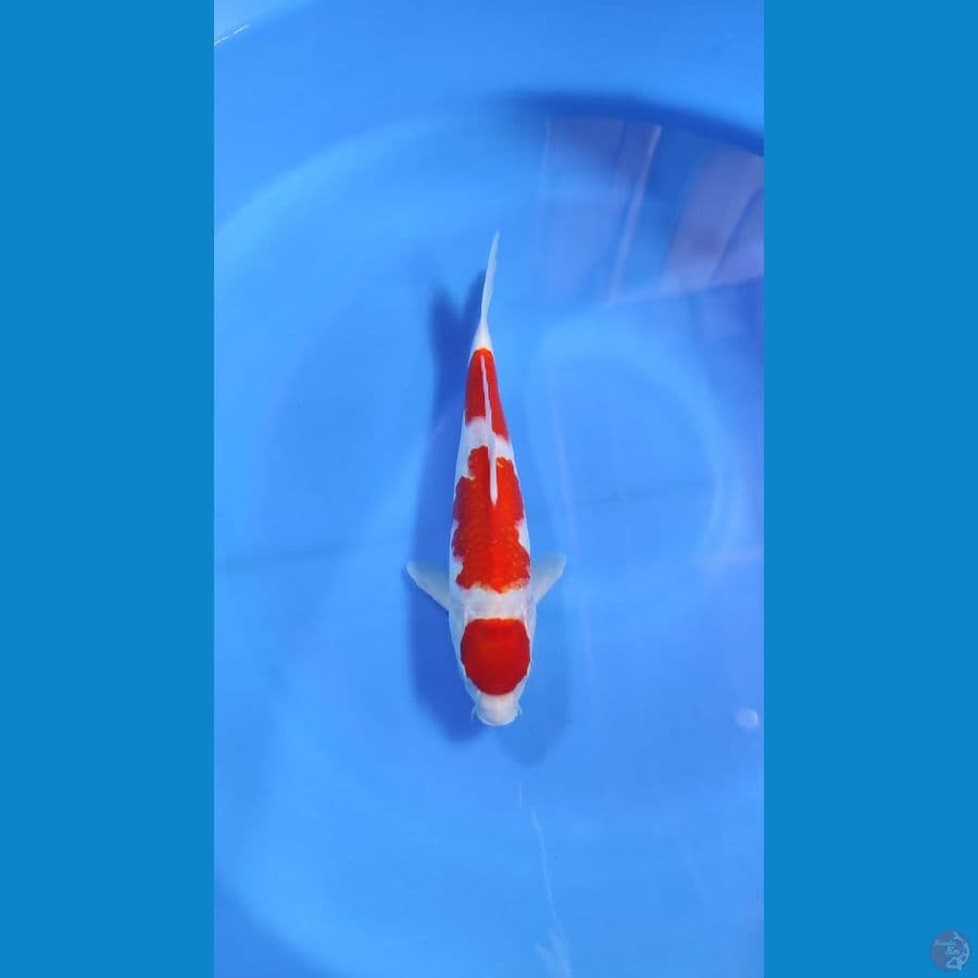 kohaku 30cm male