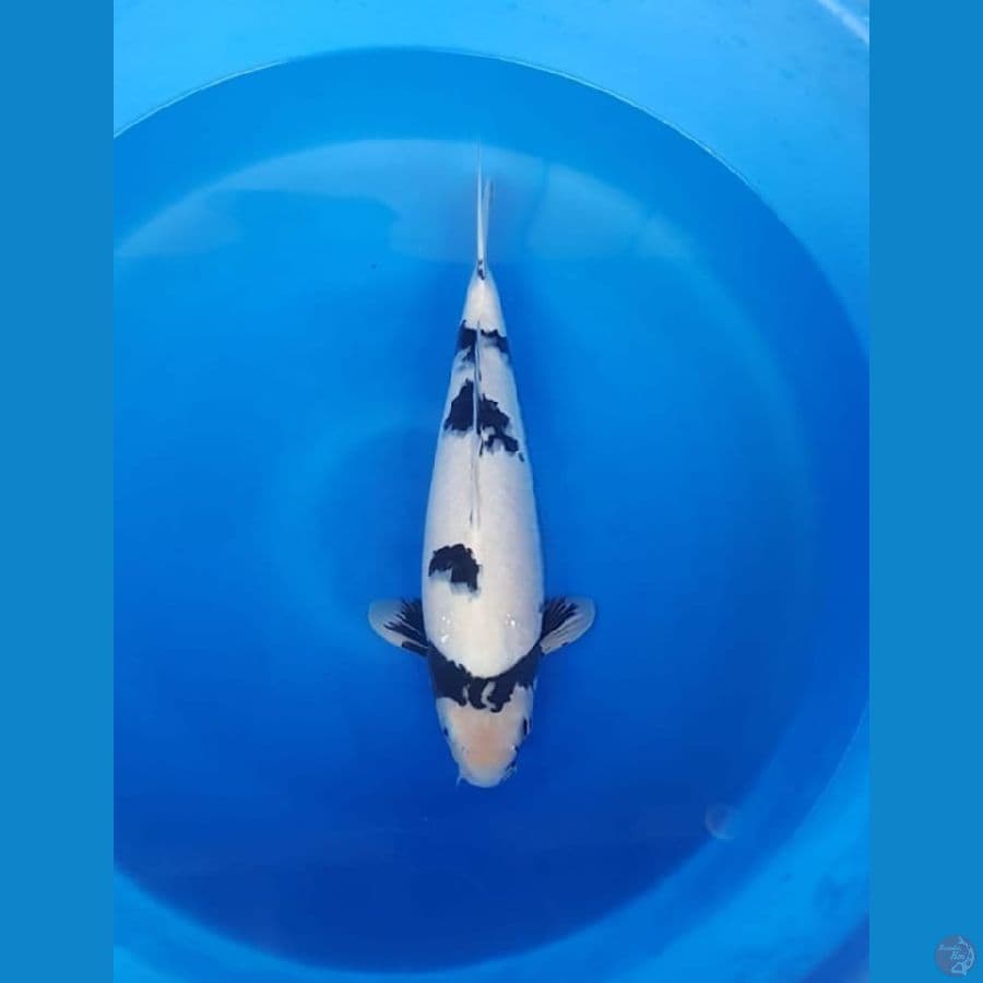 Shiro good skin male 45cm sumi pekat calon joosss