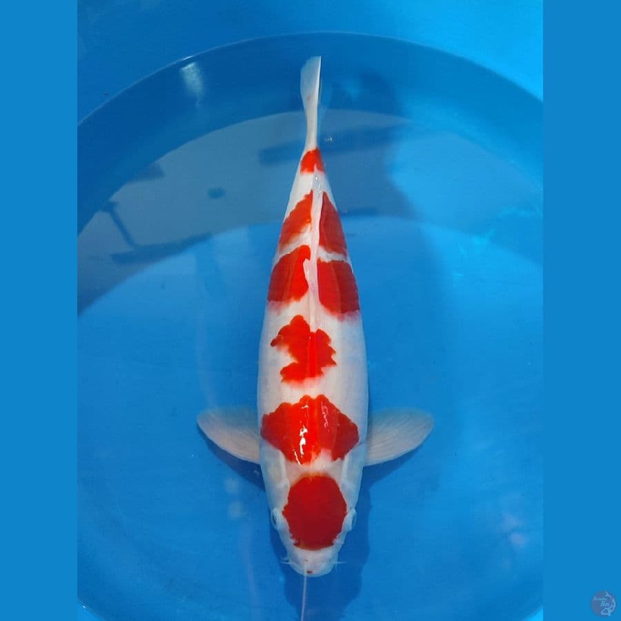 AMUNISI - KOHAKU MARUTEN 45MALE