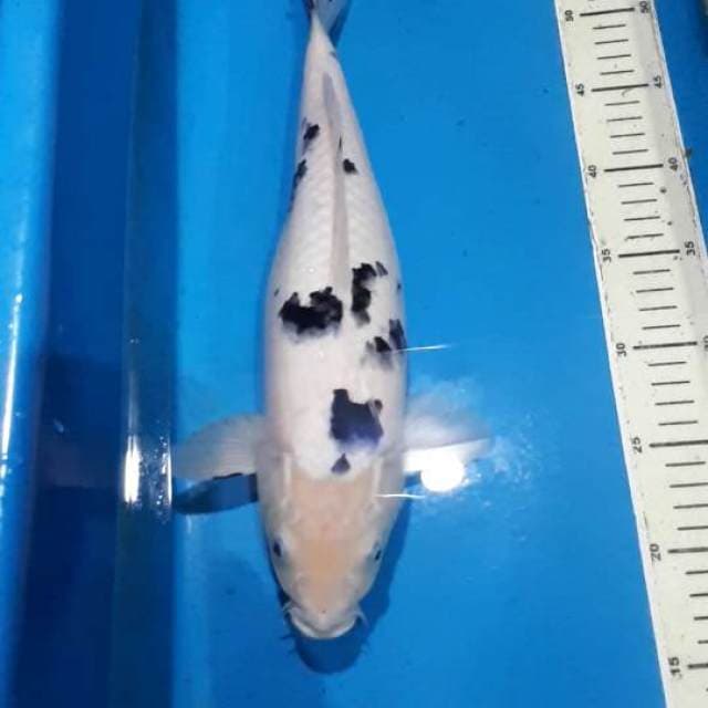 BEKKO 38 CM