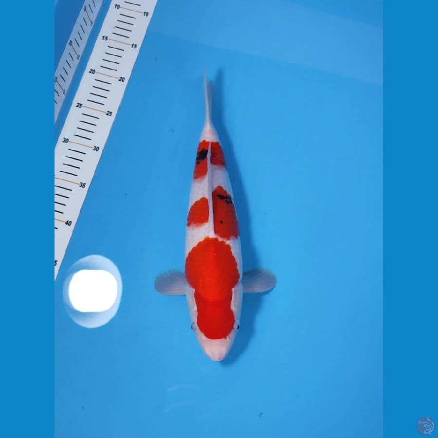 SANKE HQ 35CM - MALE