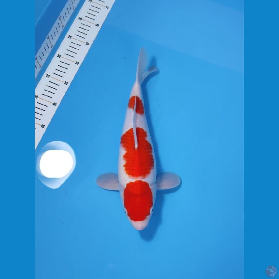 KOHAKU MARUTEN ORI - MUNUK 35CM - MALE