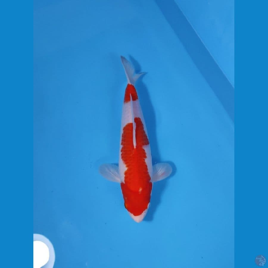 KOHAKU BAKAT JUMBO 33CM - FEEMALE