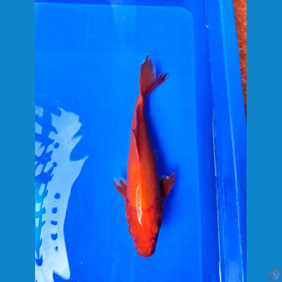 red karashi 30 cm f