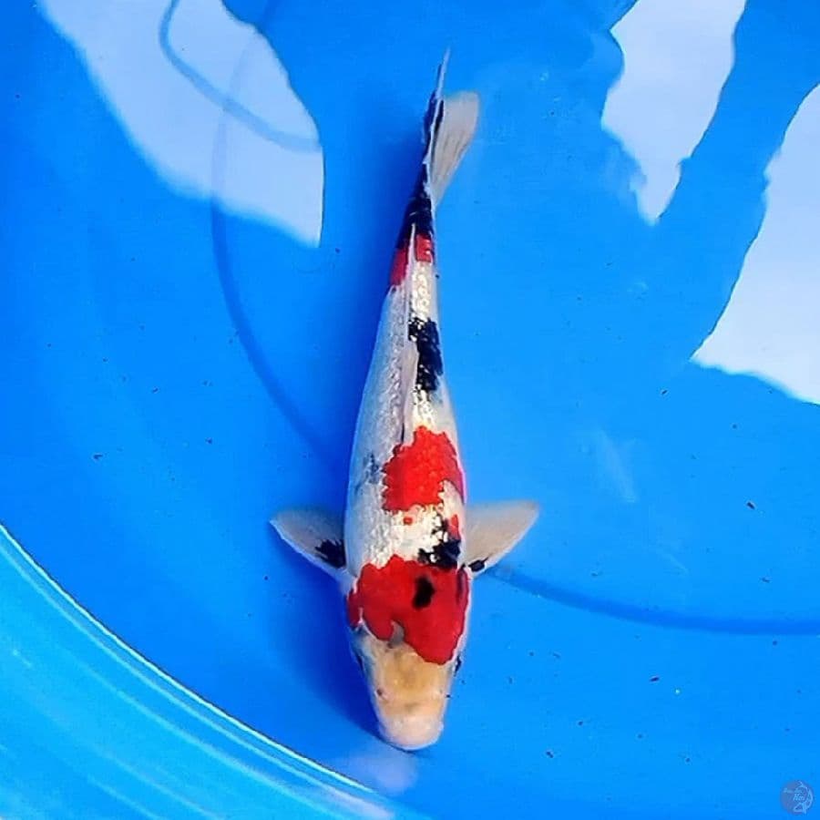 29cm TATEGOI SHOWA GINRIN