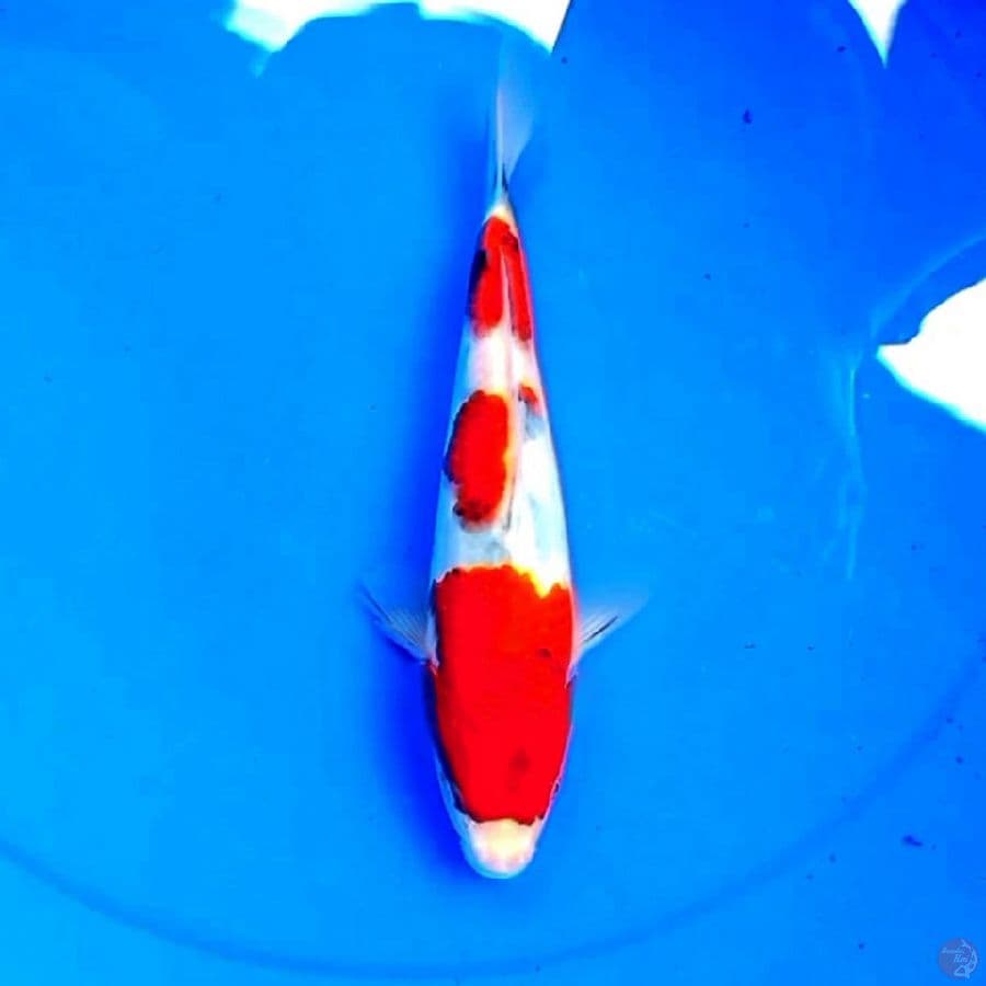 27cm TATEGOI SANKE 3STEP