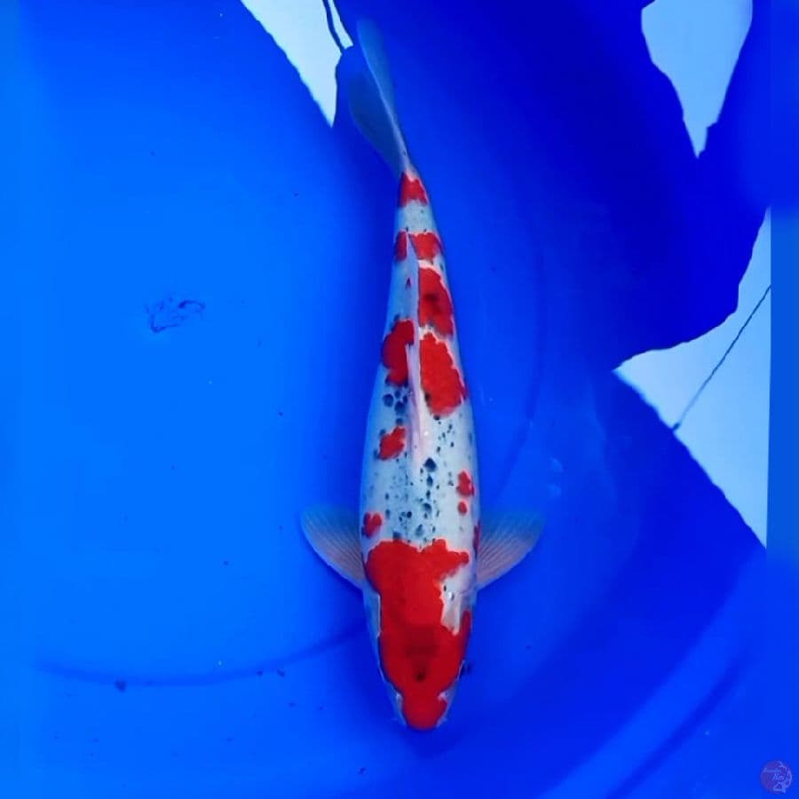 37cm GOSHIKI RACING