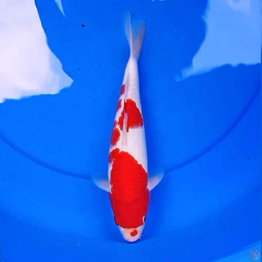 28cm KOHAKU RED STRONG