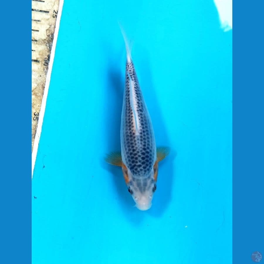 Asagi 16cm