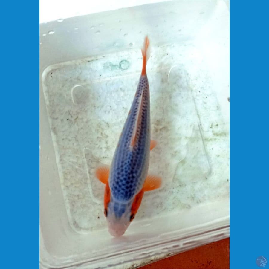 Asagi 16cm