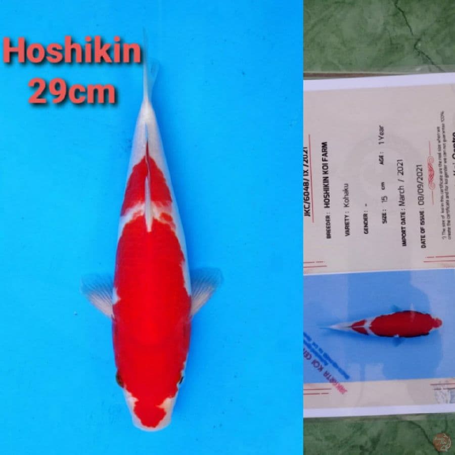 HOSHIKIN KOHAKU 29CM SERTI