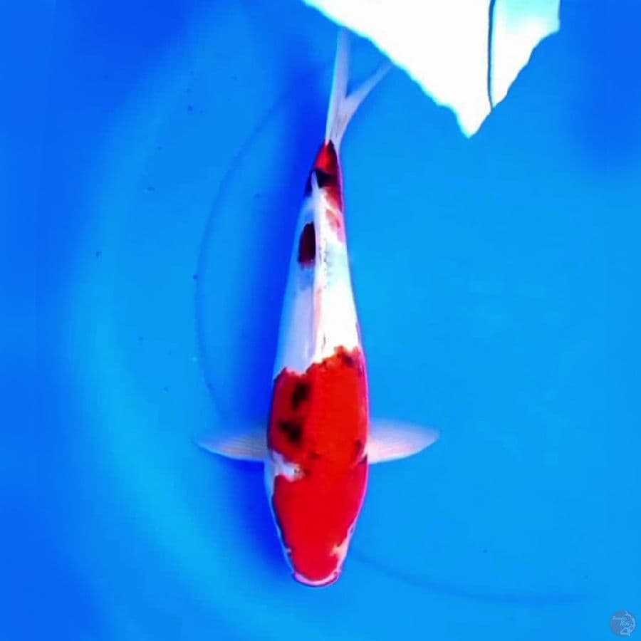 37cm TATEGOI SANKE BAGUS