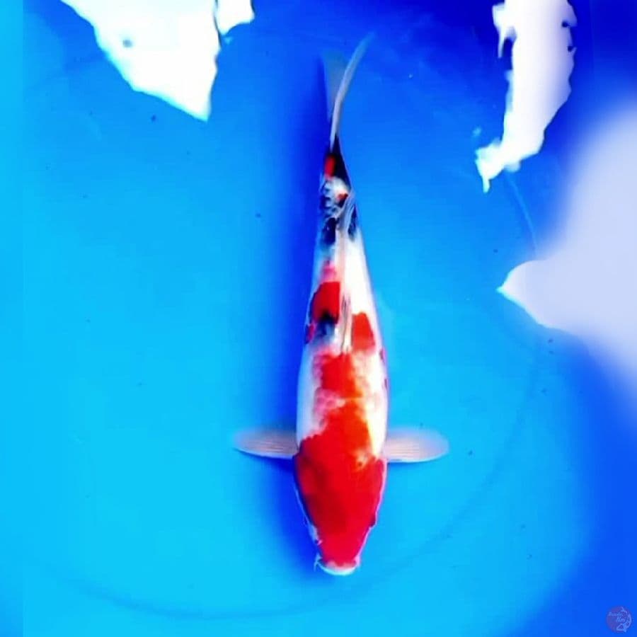 35cm TATEGOI KANOKO SHOWA