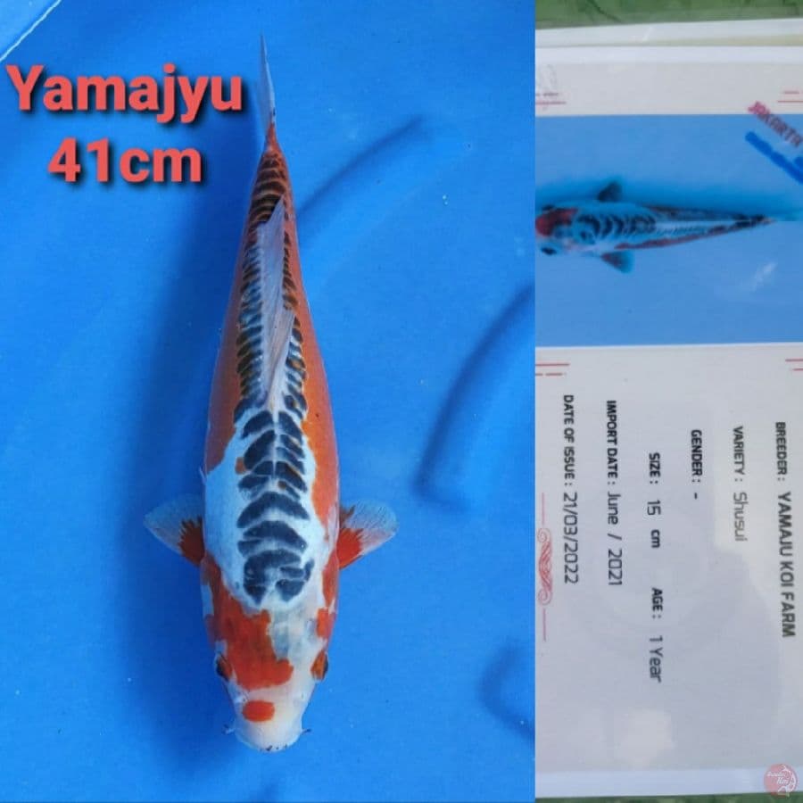 YAMAJYU SHUSUI 41CM SERTI