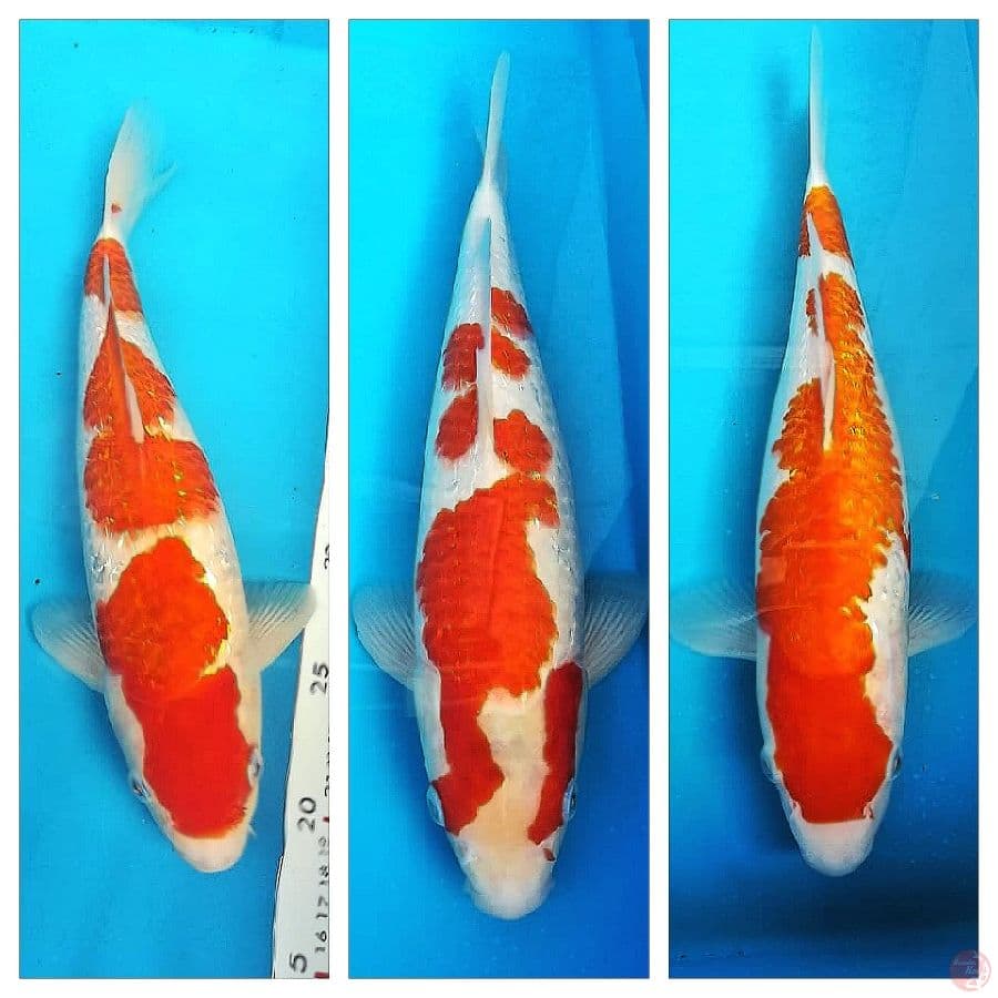 36_37-38cm