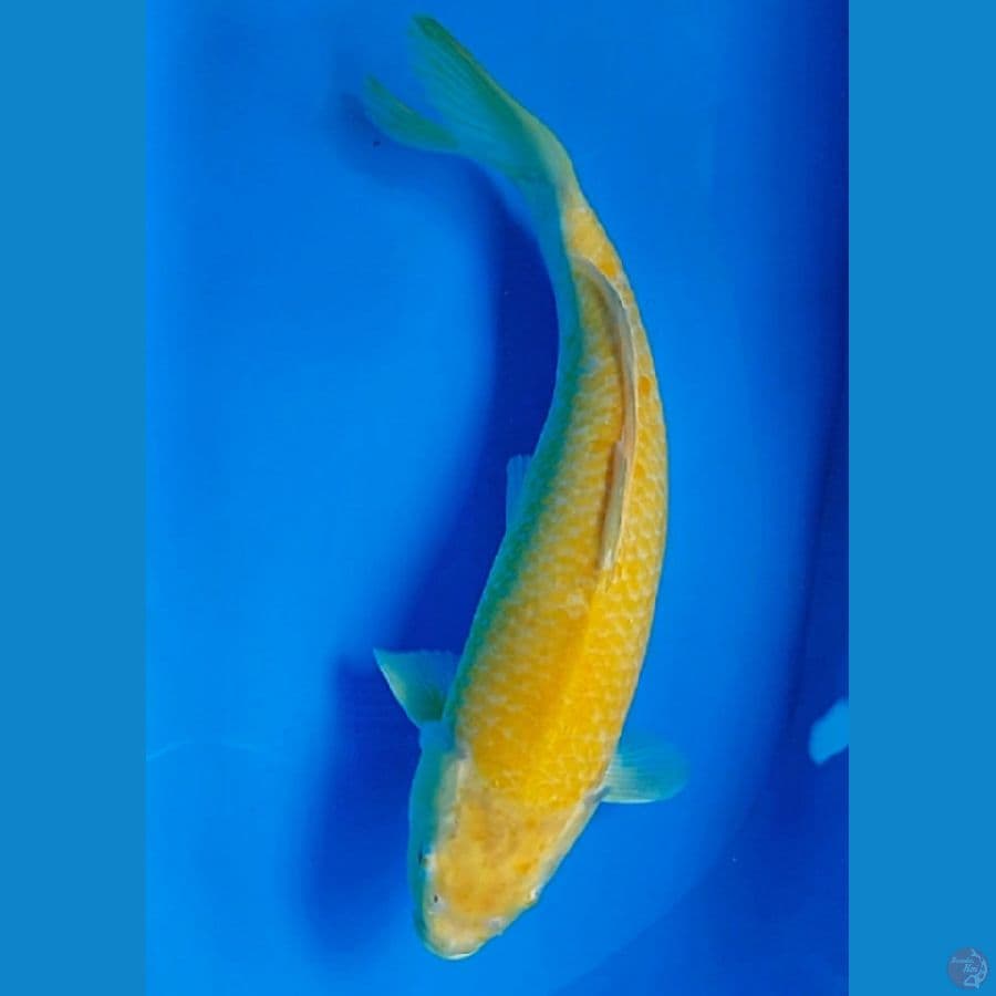 KARASHI MUNUK (34CM)