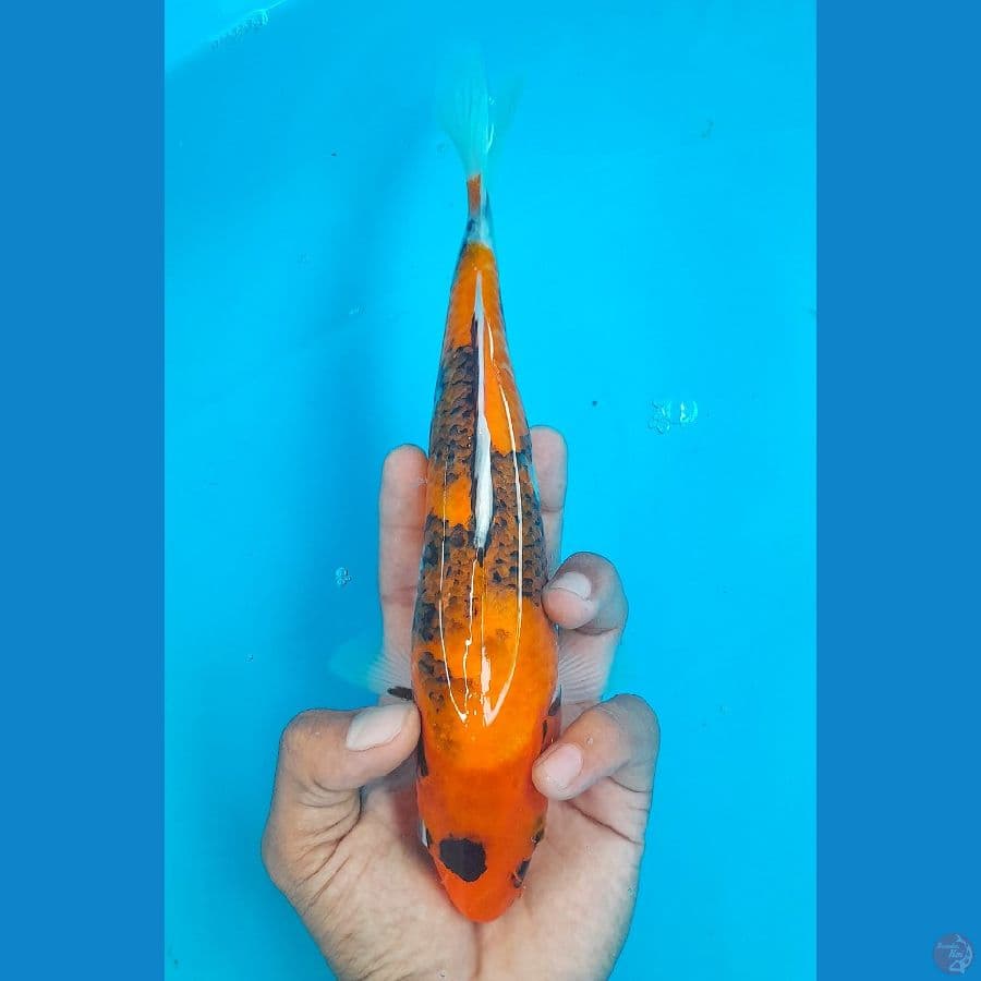 SHOWA (24CM)