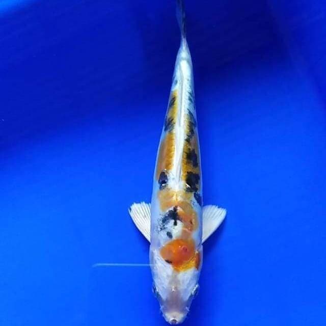 Heisei Baihaki joz