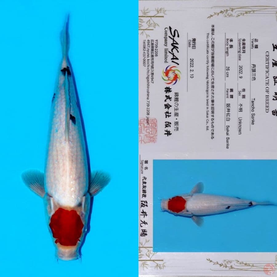 SAKAI TC SANKE HQ 34CM (tategoi)