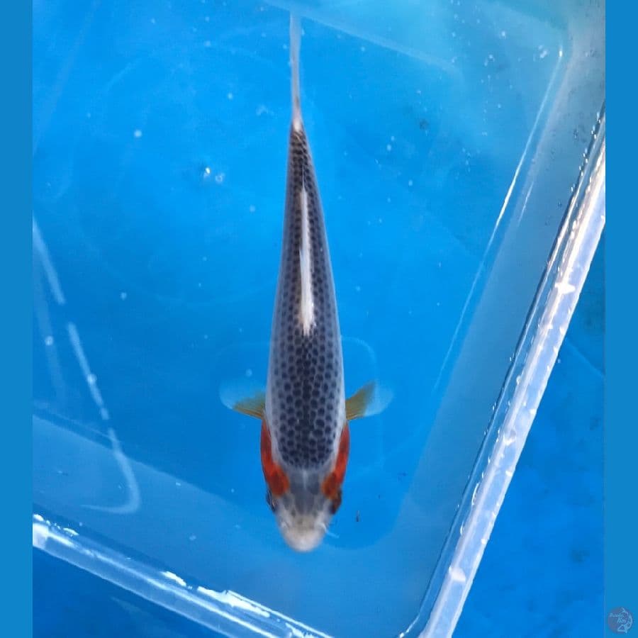 asagi 13cm
