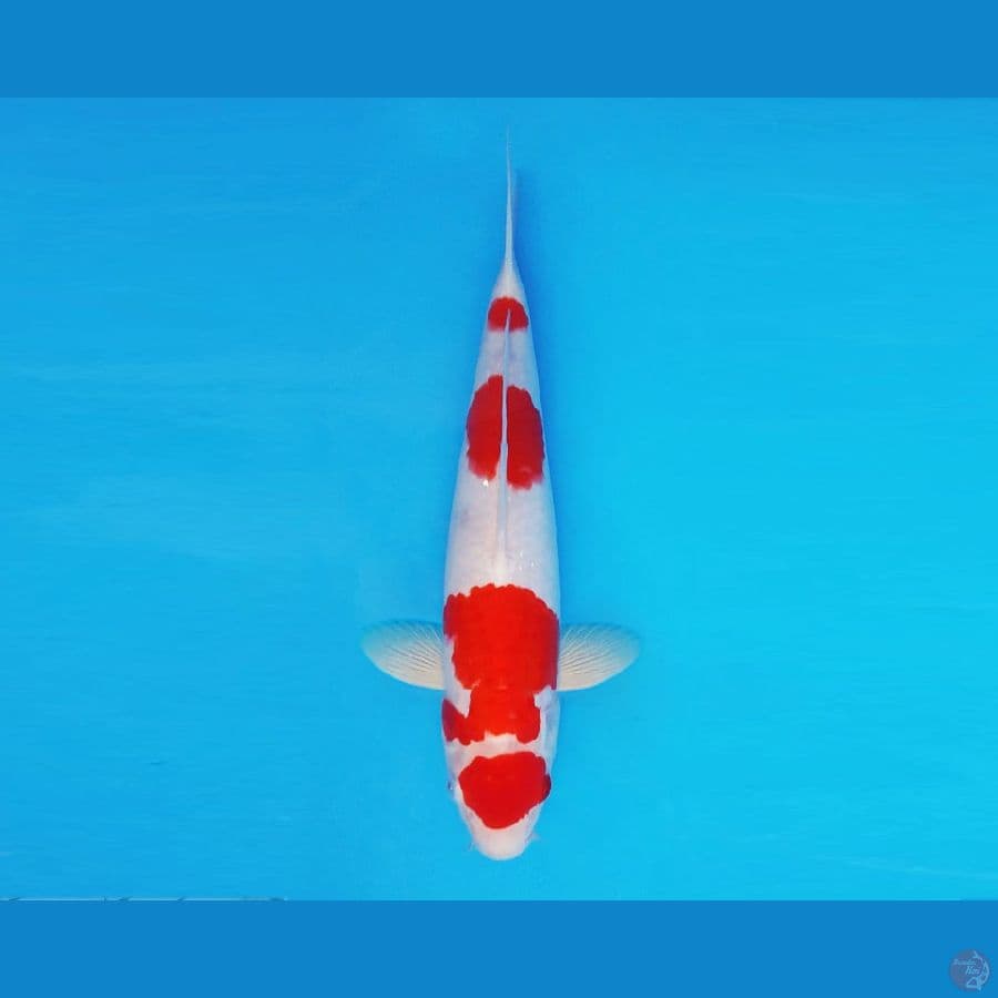 AKAGI 4 - Maruten Kohaku 27 cm/male ®