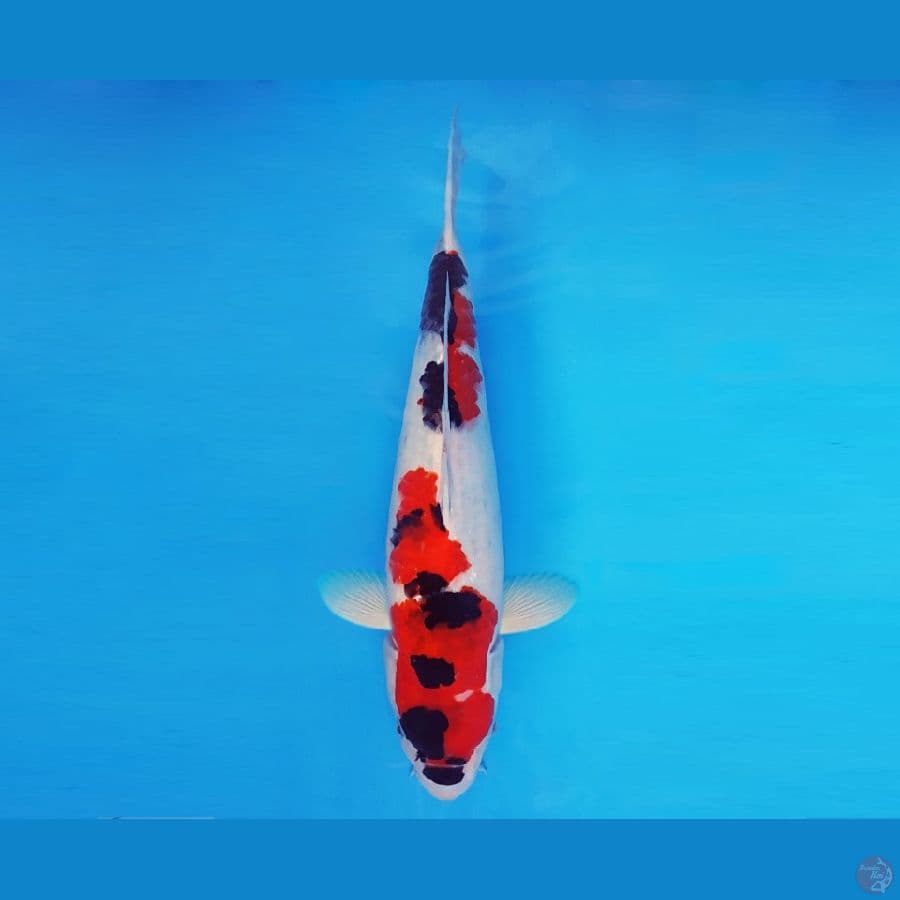 AKAGI 9 - Showa Evo 37 cm/male ®