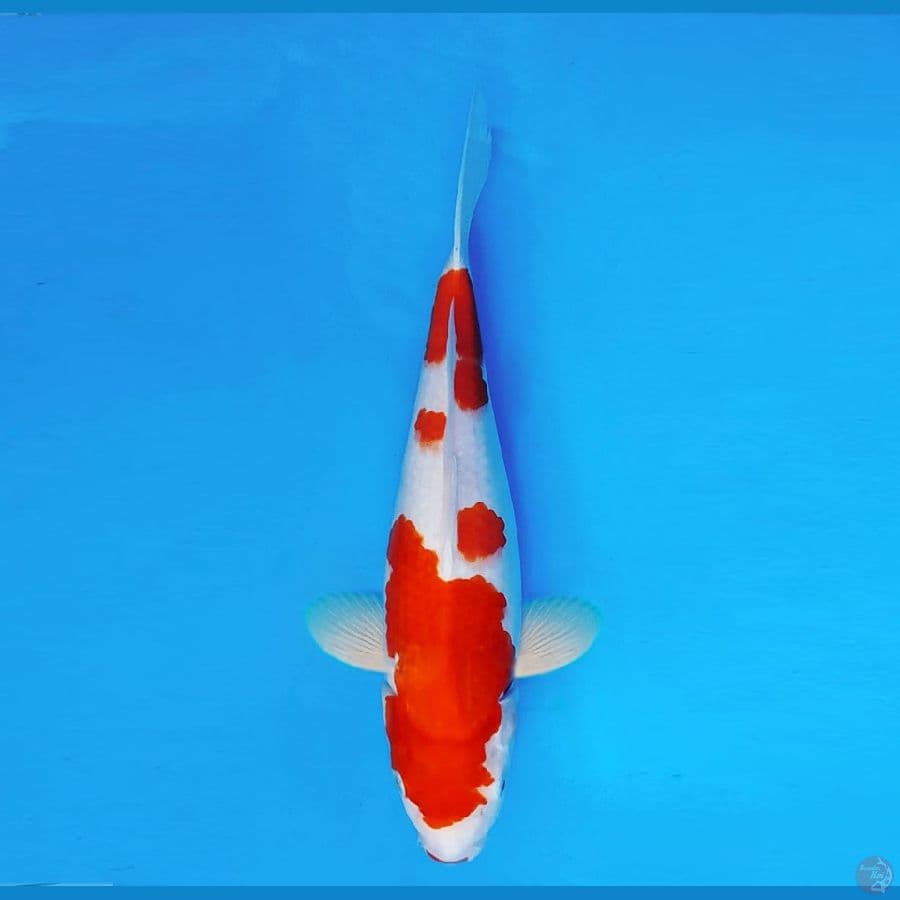 AKAGI 10 - Kohaku 33 cm/fm ®