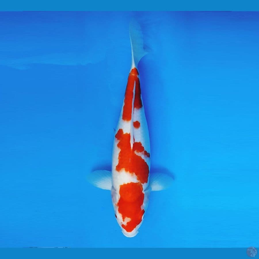 AKAGI 11 - Kohaku 38 cm/fm ®
