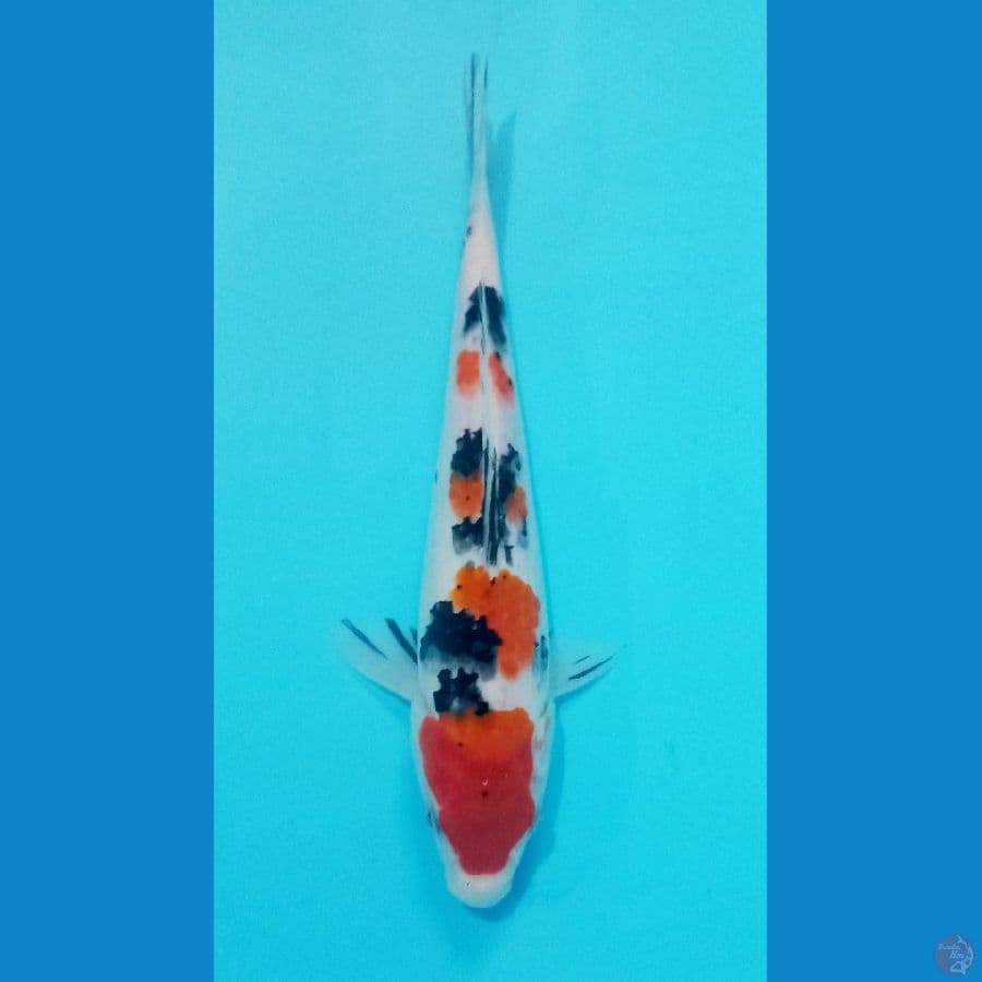 SANKE 25 CM